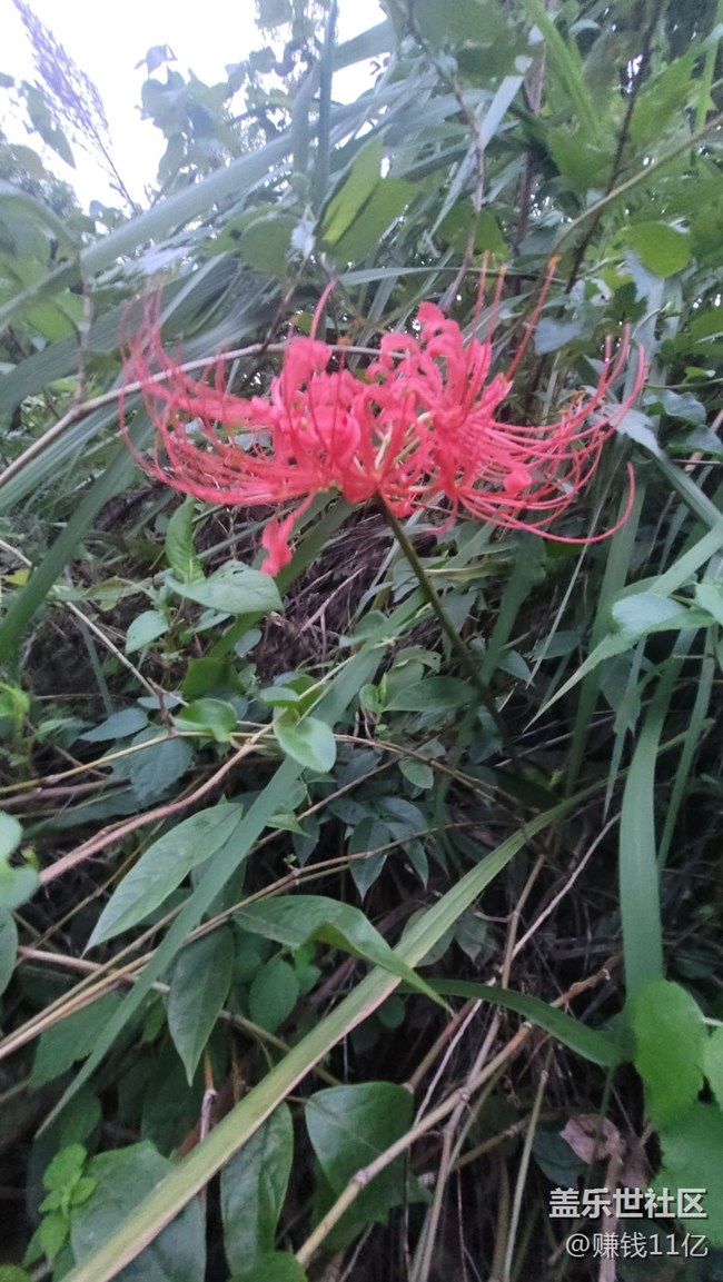 【那年初秋】彼岸花