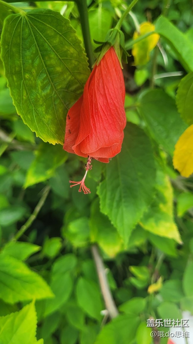 【那年初秋】紅花