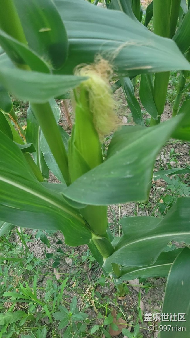 【那年初秋】苞米