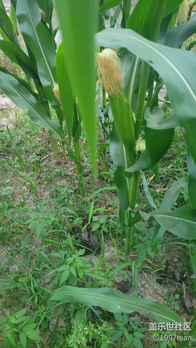 【那年初秋】苞米