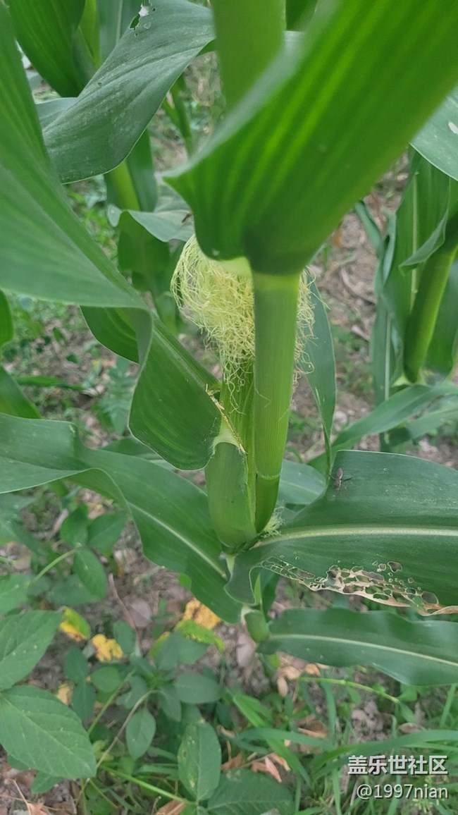 【那年初秋】苞米