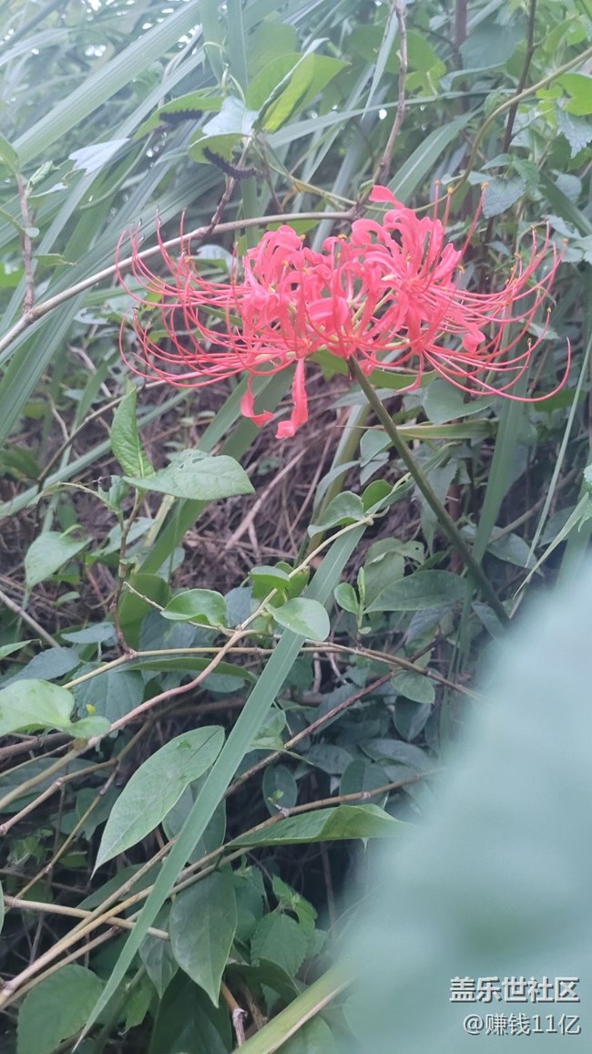 【那年初秋】彼岸花