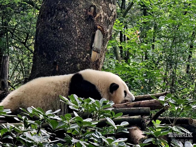 成都星部落線下攝影活動招募貼——熊貓基地拍“大貓”