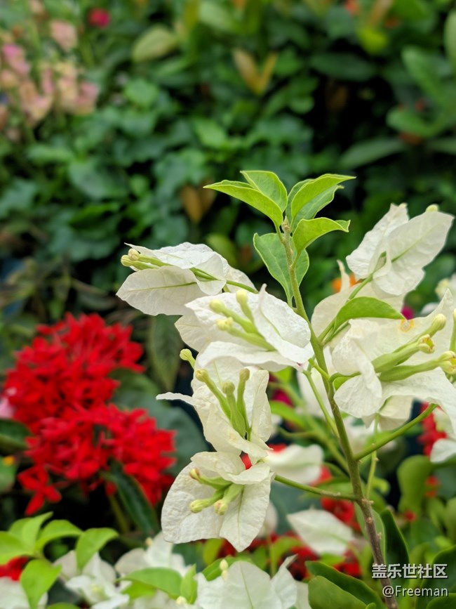 【那年初秋】花開似錦 | 爭奇斗艷