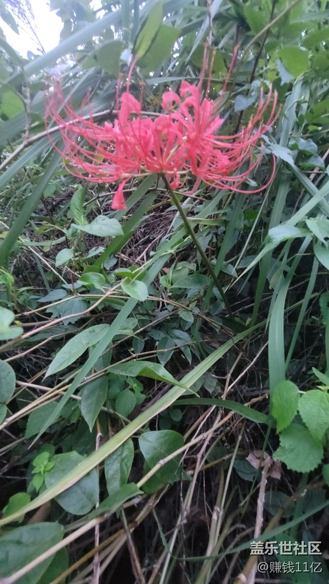 【那年初秋】彼岸花