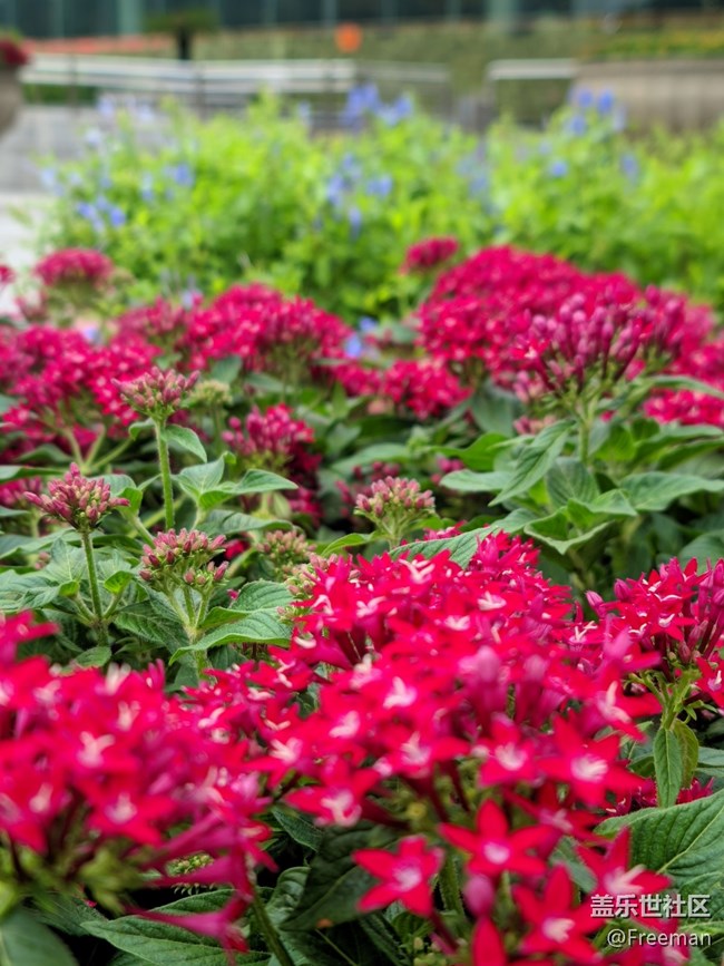 【那年初秋】花開似錦 | 爭奇斗艷