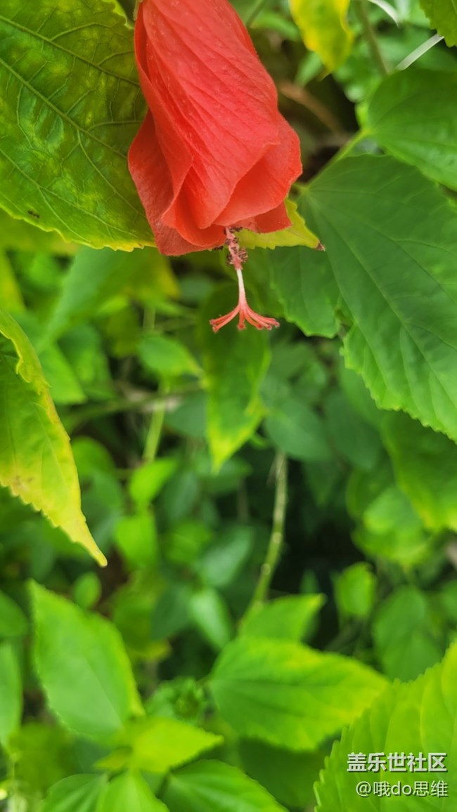 【那年初秋】紅花