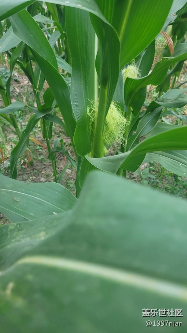 【那年初秋】苞米