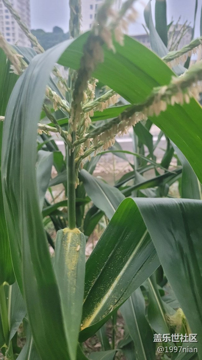 【那年初秋】苞米