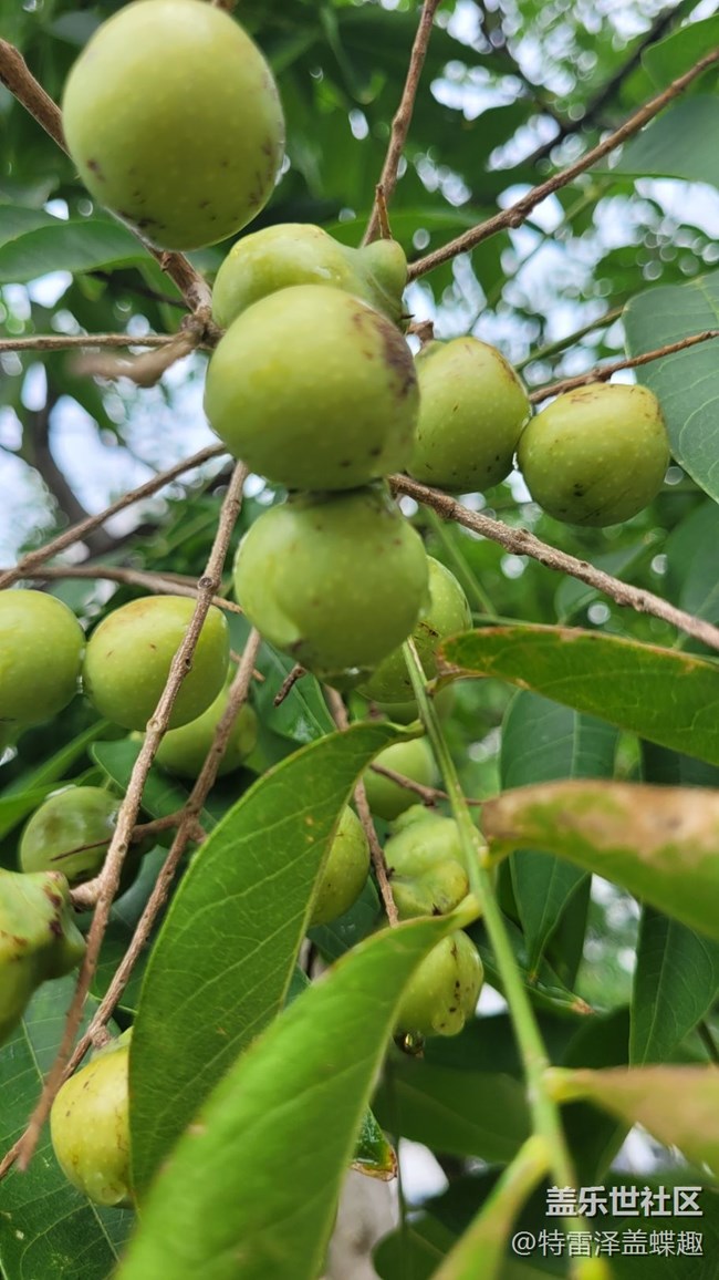 【那年初秋】果實
