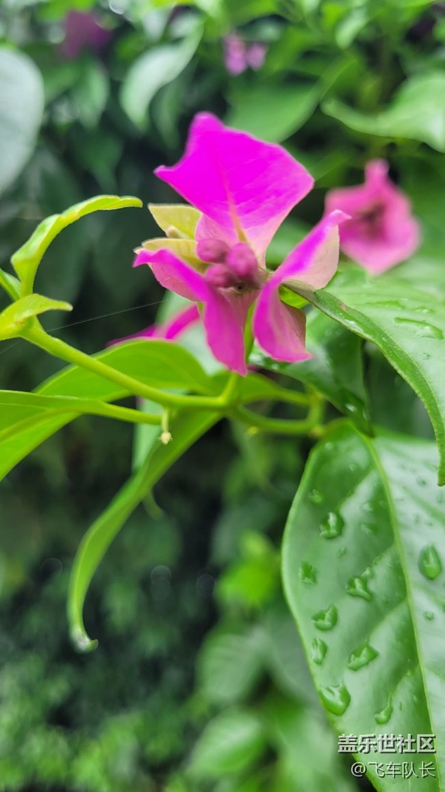 #我喜歡的攝影模式——微距