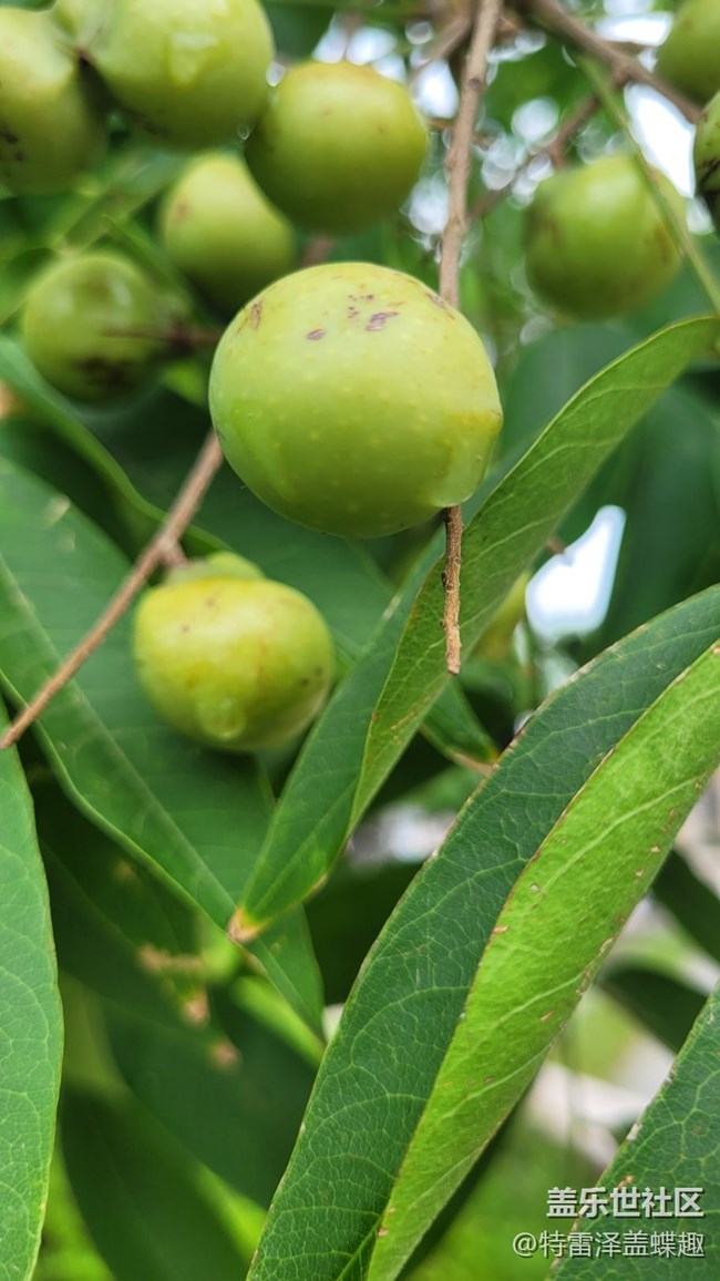 【那年初秋】果實