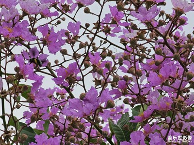 【分享美好】龍眼樹花盛開