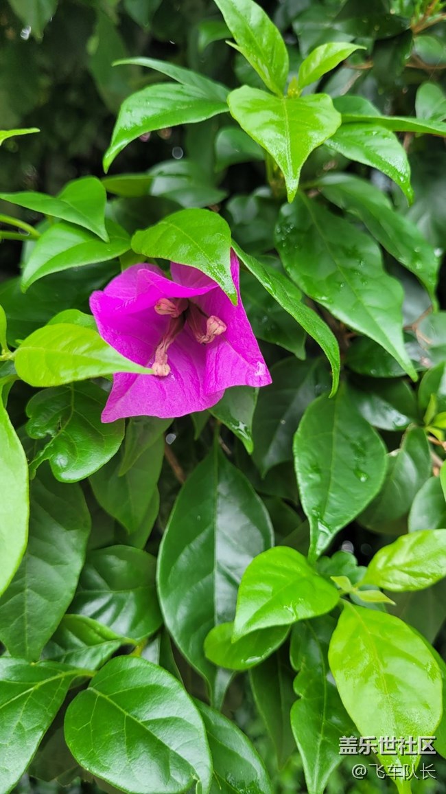 #我喜歡的攝影模式——微距