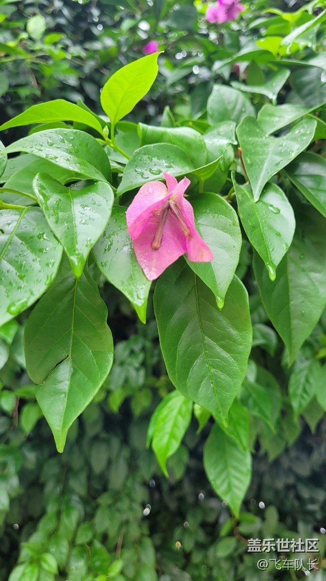 #我喜歡的攝影模式——微距