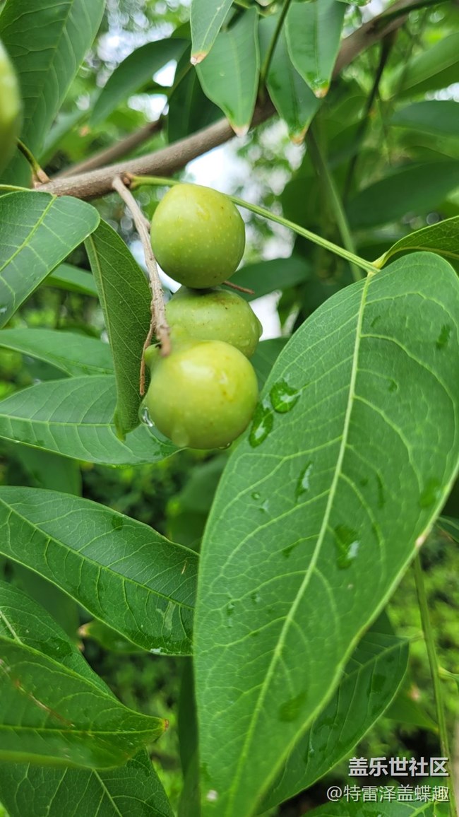【那年初秋】果實