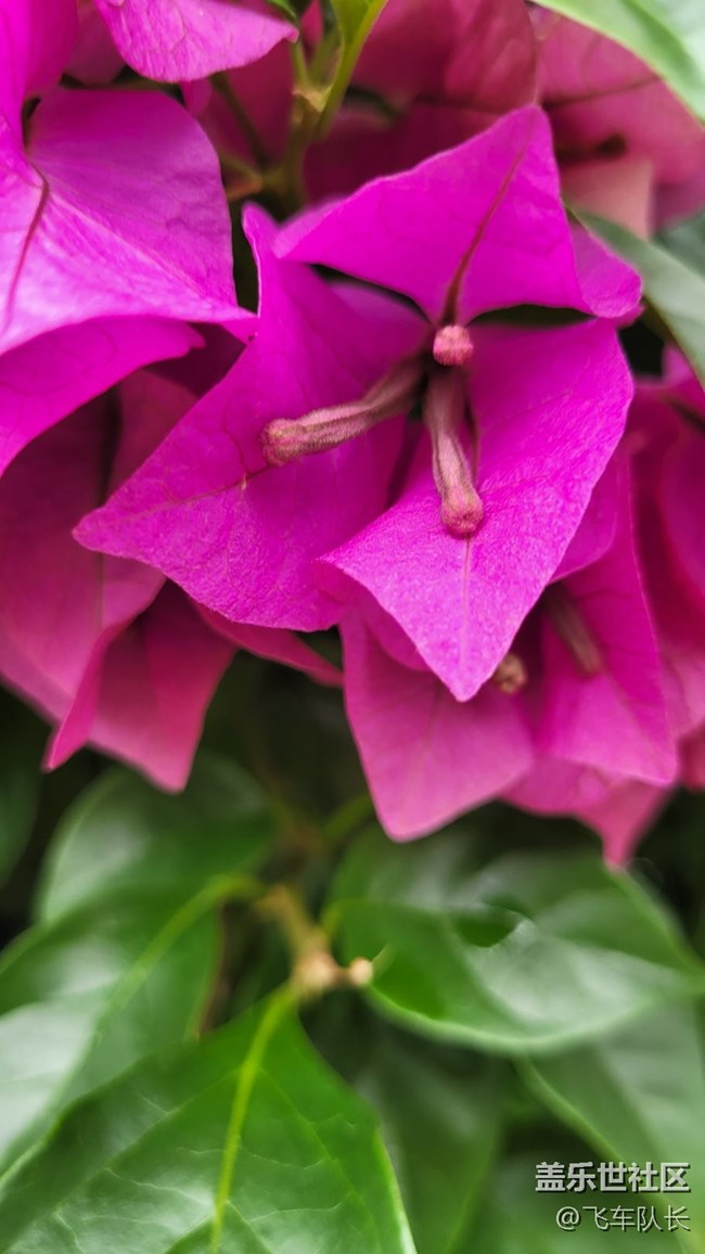 #我喜歡的攝影模式——微距