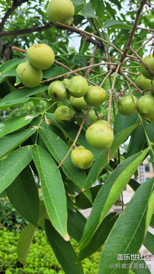 【那年初秋】果實