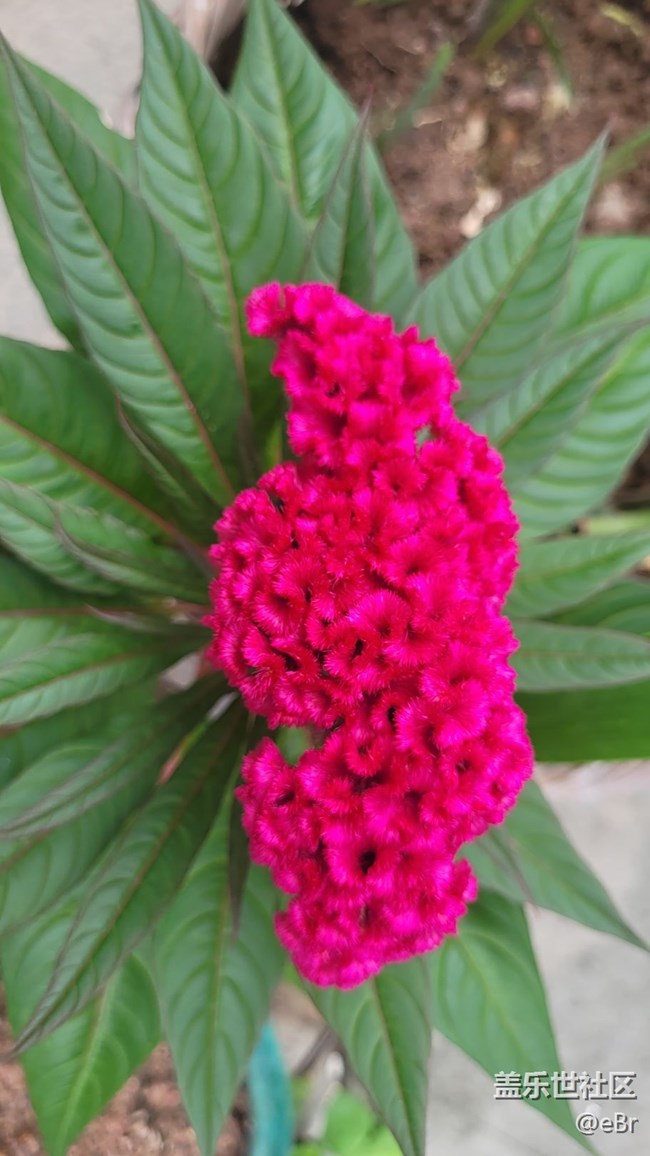 【那年初秋】雞冠花