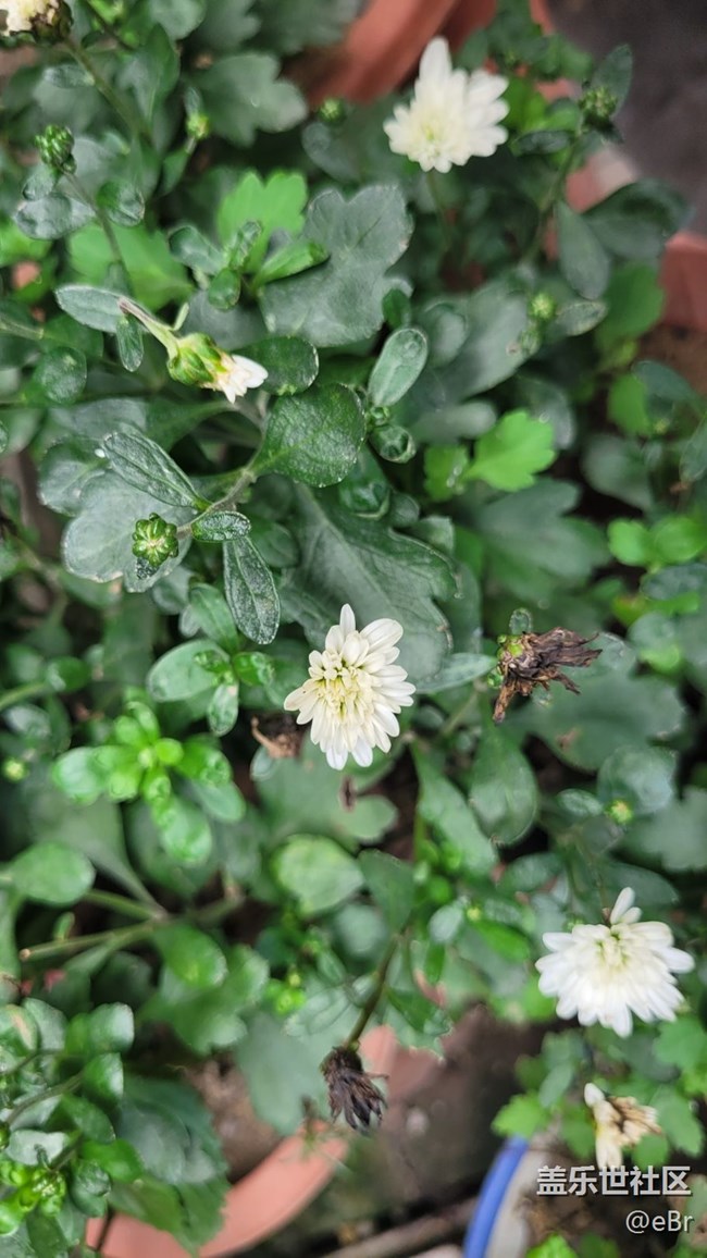 【那年初秋】雞冠花