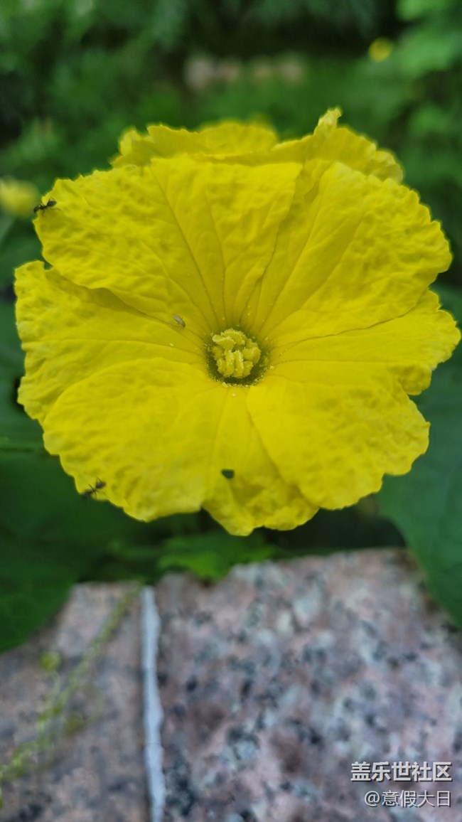 #我喜歡的攝影模式——近拍模式