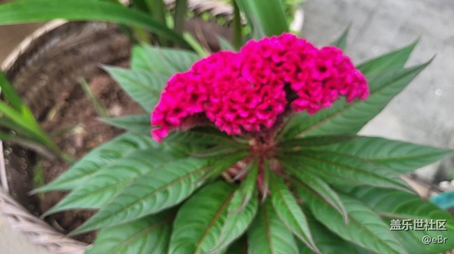 【那年初秋】雞冠花