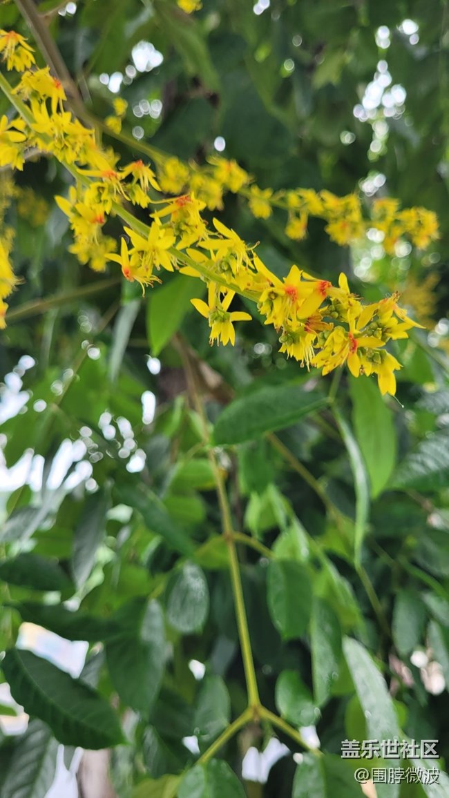 【那年初秋】復(fù)羽葉欒