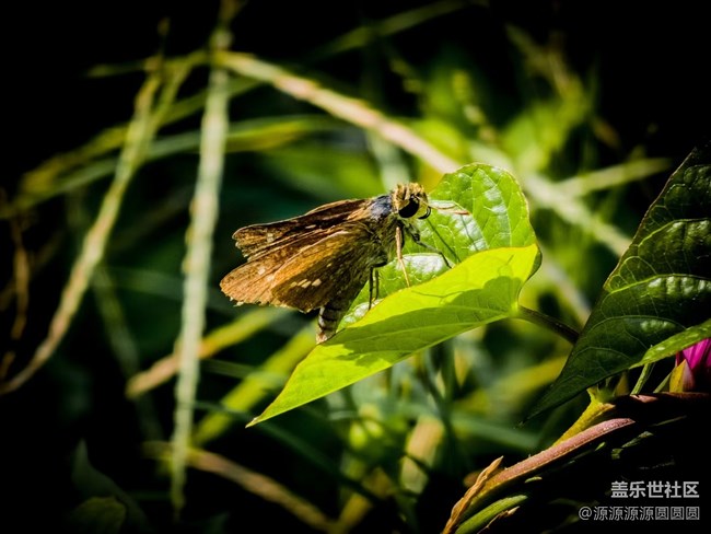【漢口江灘】攝影活動 總結(jié)帖