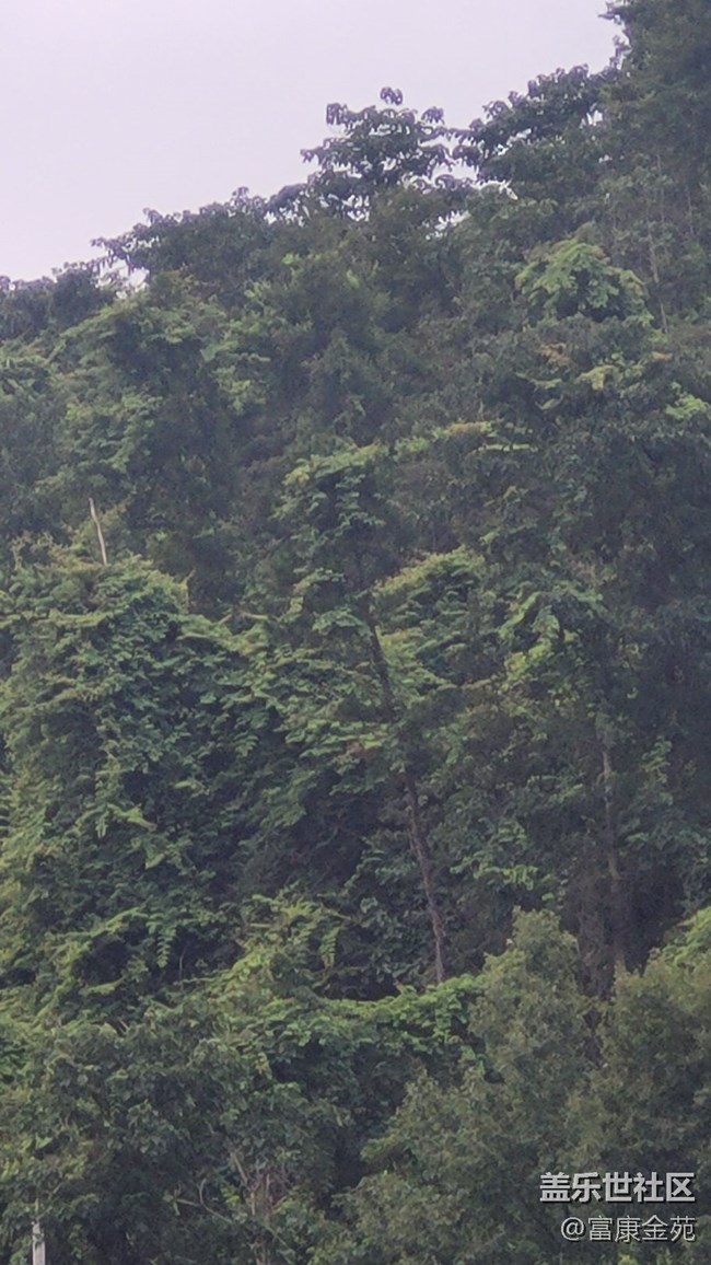 #我喜歡的攝影模式——長(zhǎng)焦模式