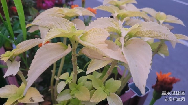 【那年初秋】花壇