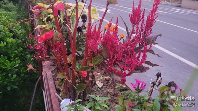 【那年初秋】花壇