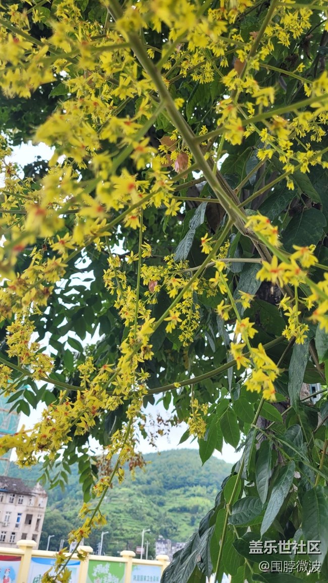 【那年初秋】復(fù)羽葉欒