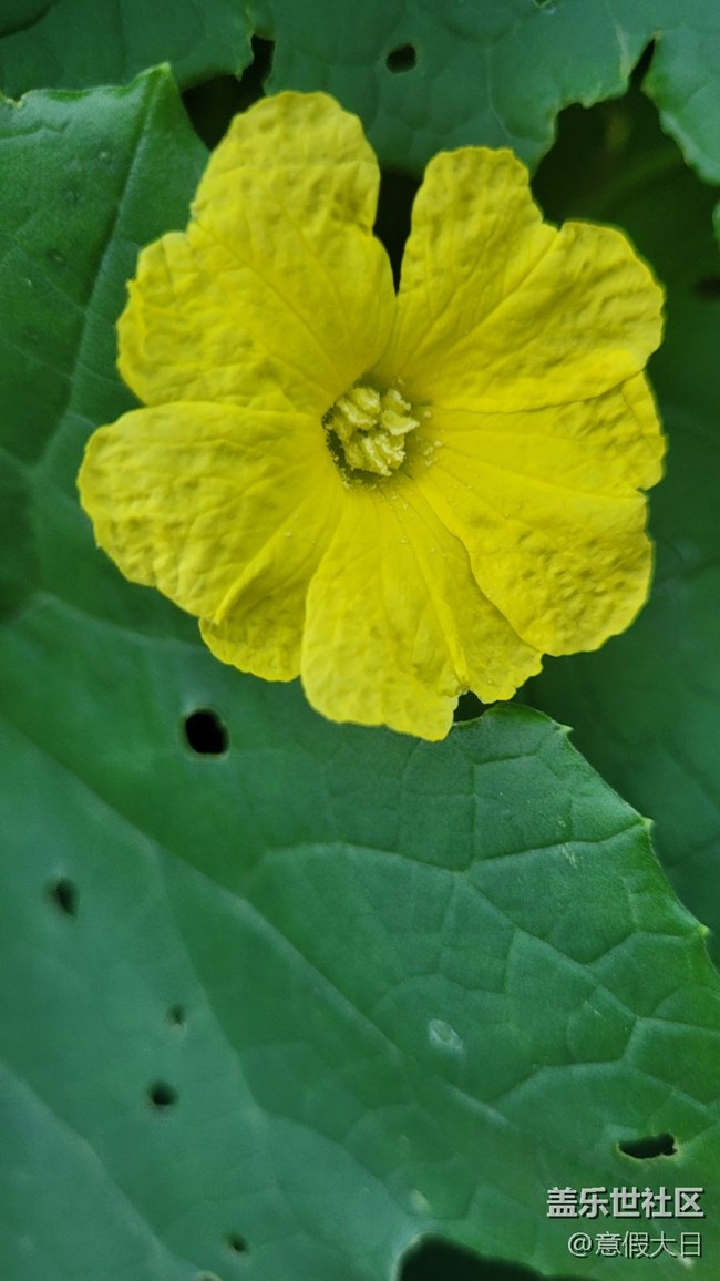 #我喜歡的攝影模式——近拍模式