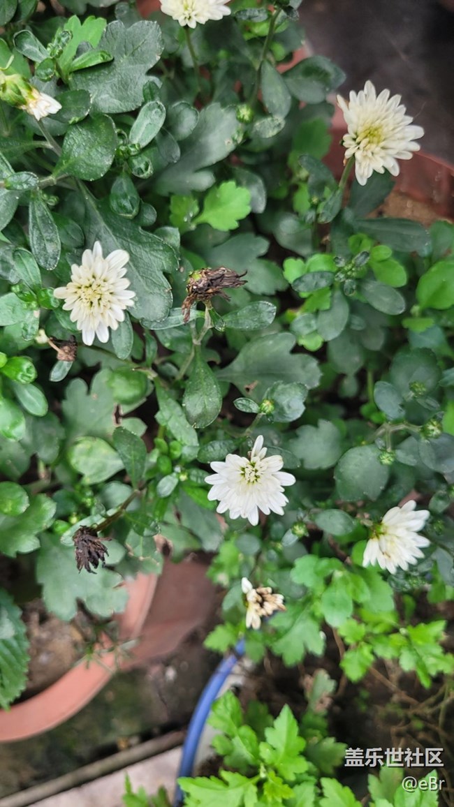 【那年初秋】雞冠花