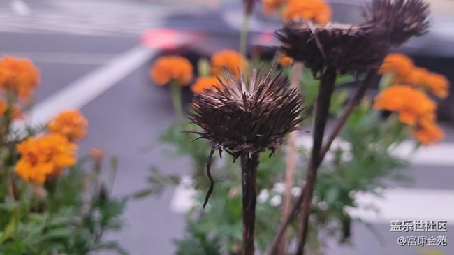【那年初秋】花壇