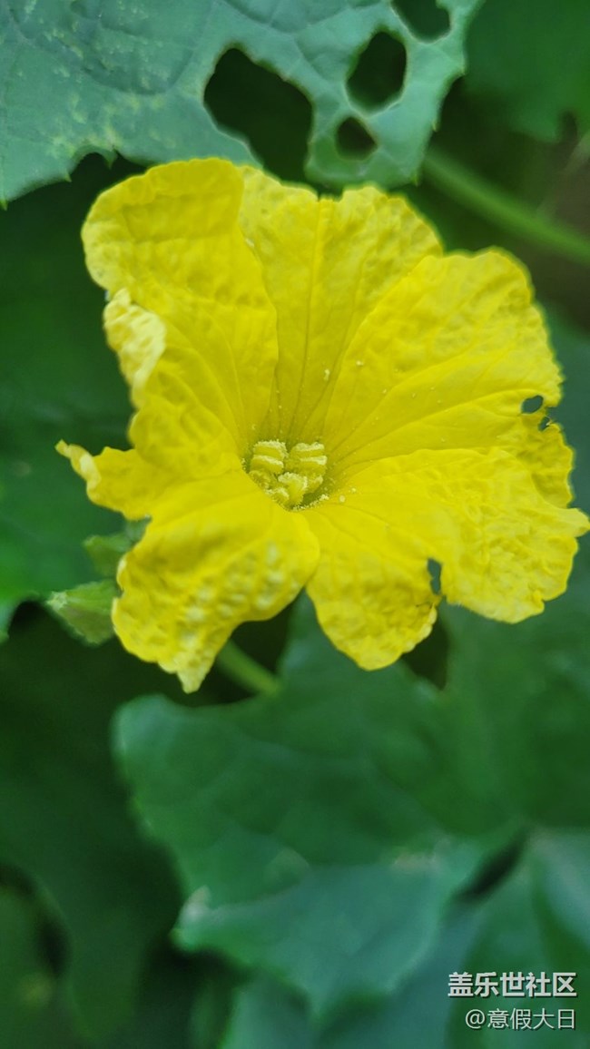 #我喜歡的攝影模式——近拍模式