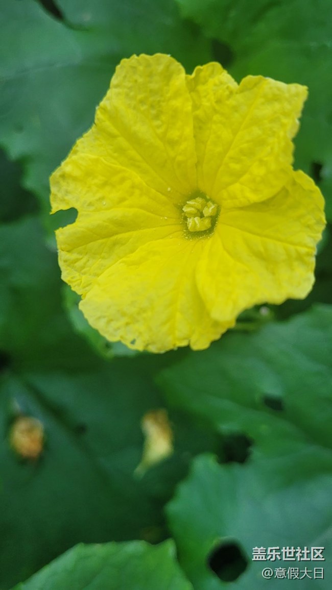 #我喜歡的攝影模式——近拍模式