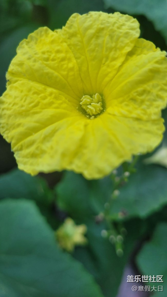 #我喜歡的攝影模式——近拍模式