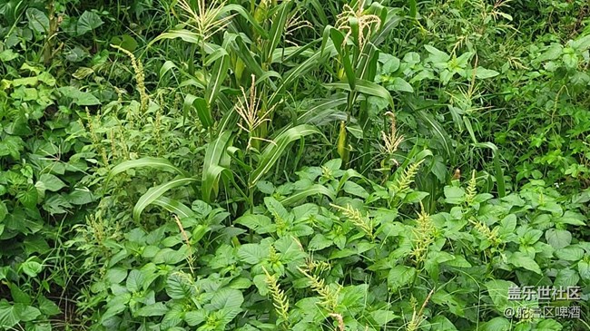 #我喜歡的攝影模式——瞎跑