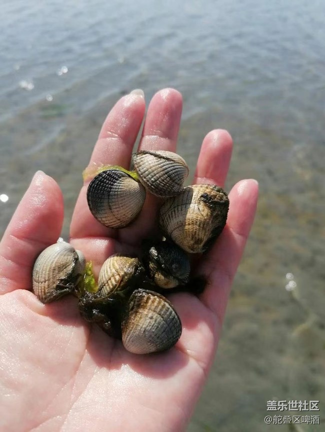 【捕捉夏日美好】趕海的一天