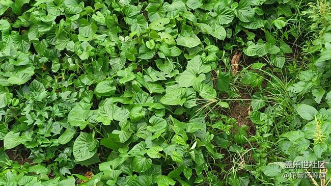 #我喜歡的攝影模式——瞎跑