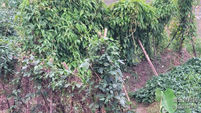 #我喜歡的攝影模式——瞎跑