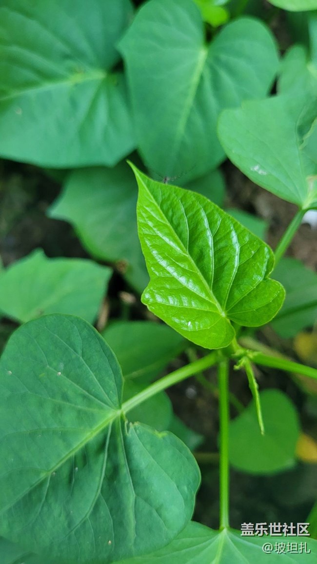 【那年初秋】綠色蔬菜