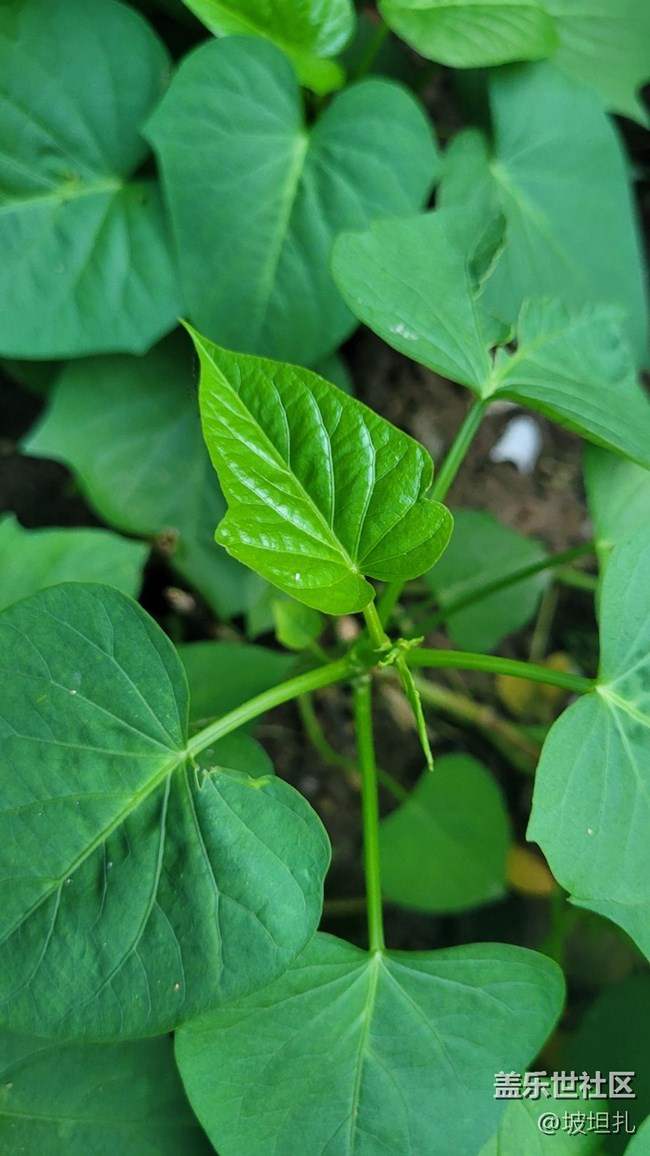 【那年初秋】綠色蔬菜