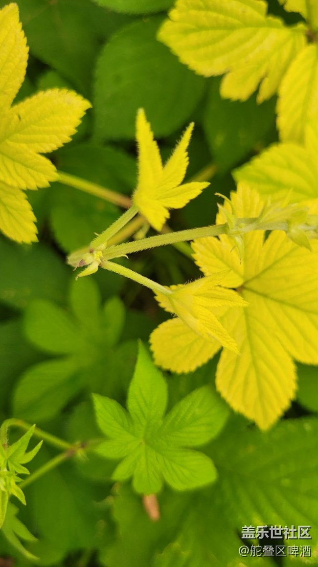 【那年初秋】葎草