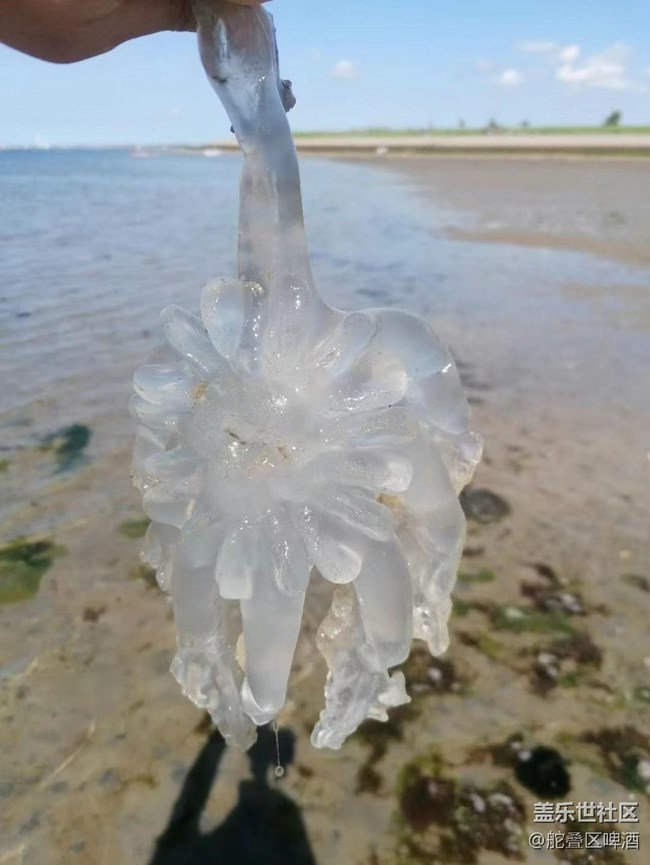 【捕捉夏日美好】趕海的一天