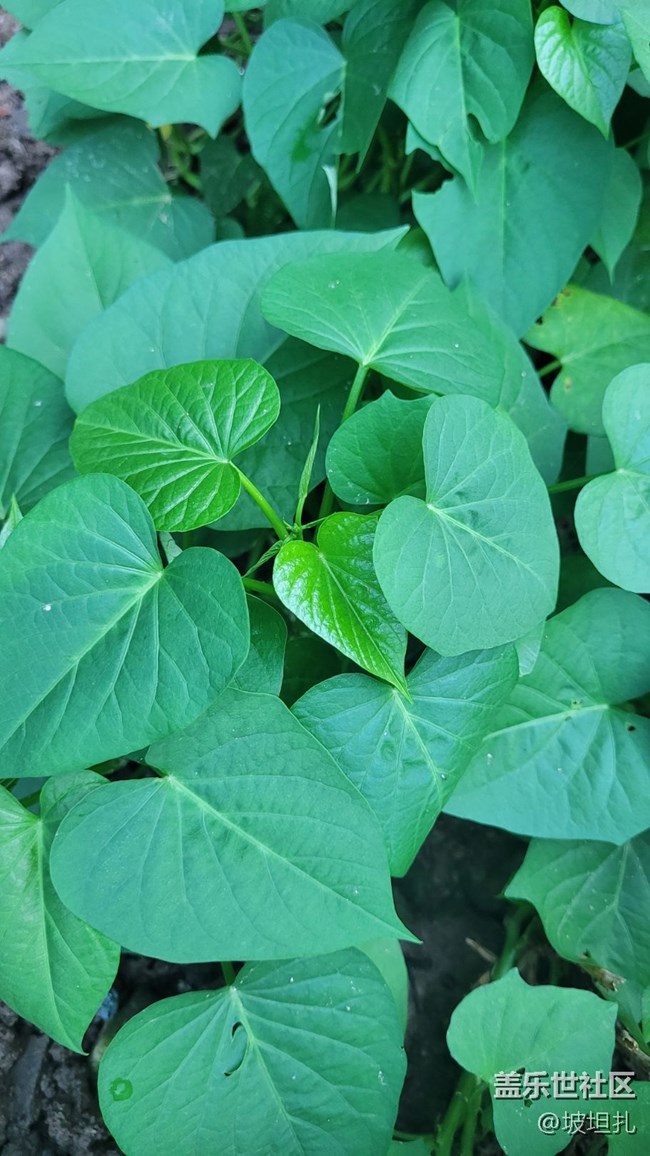 【那年初秋】綠色蔬菜