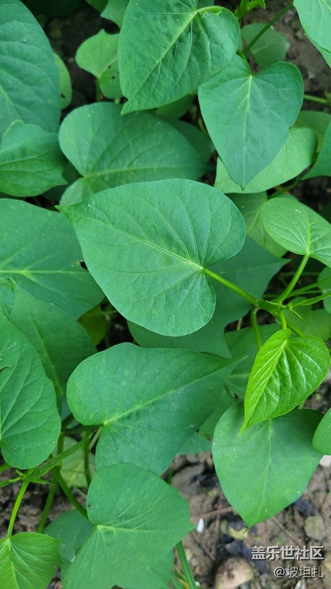 【那年初秋】綠色蔬菜