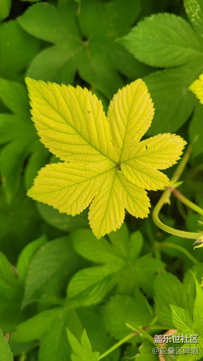 【那年初秋】葎草