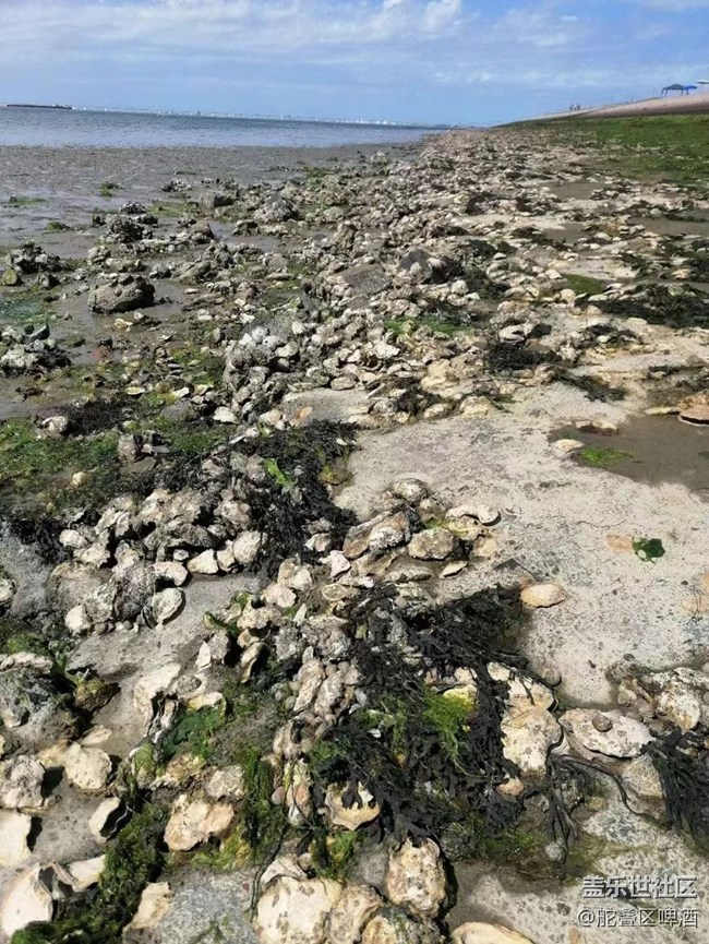 【捕捉夏日美好】趕海的一天